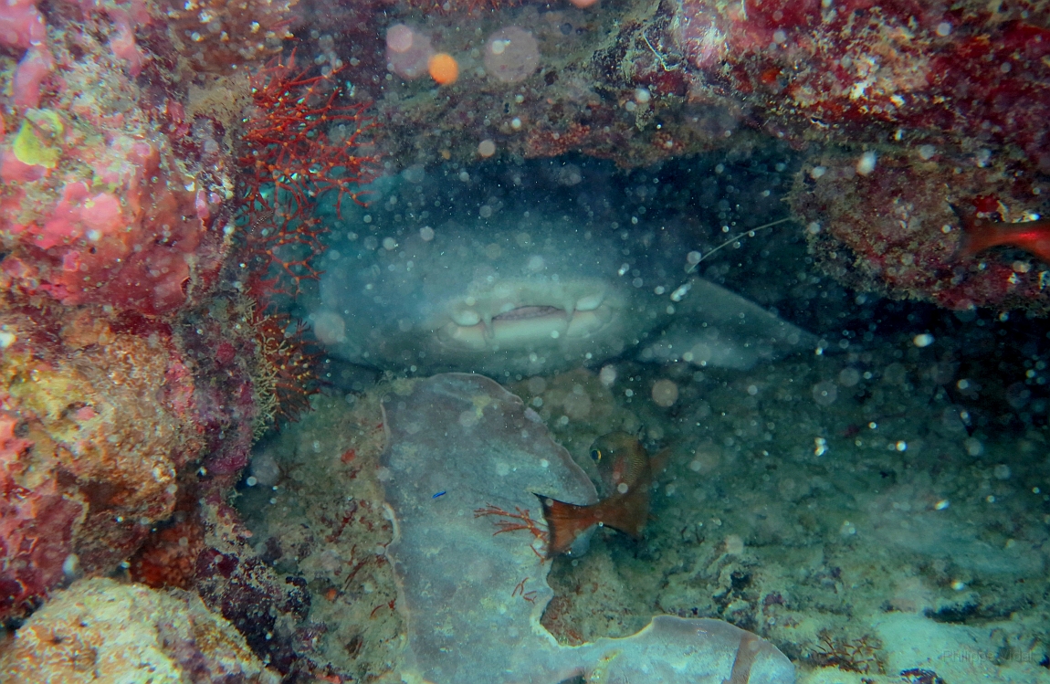 IMG_0299rf_Maldives_Madoogali_Plongee 3_Maalhoss thila_Requin nourisse_Nebrius ferrugineus.jpg